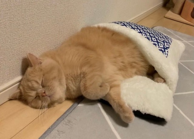 下半身しか入らないにゃ=ちゃちゃまるすももさん（@manmaruchan21）提供