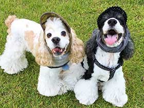 おそろいの帽子で仲良くお散歩 「チャップ」と「トランプ」