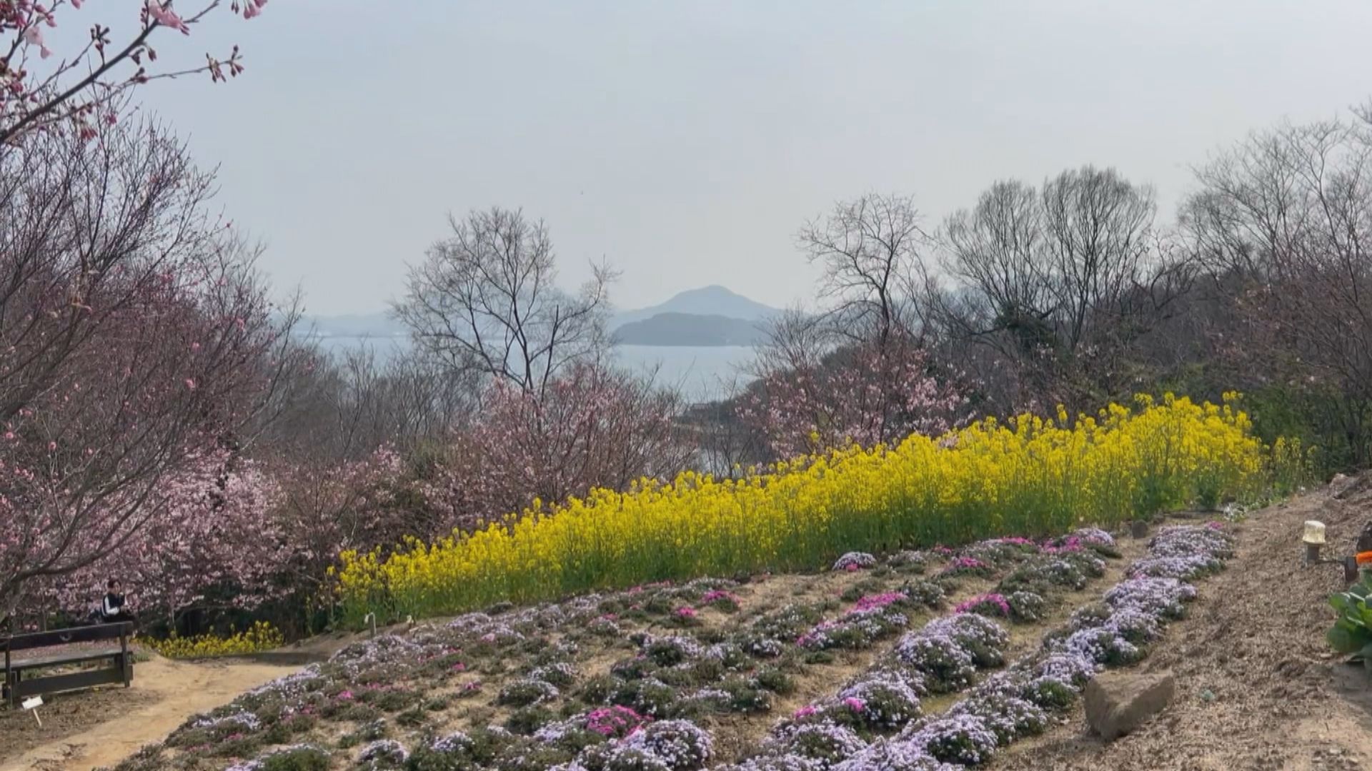 天空の花畑」で季節の花が見頃 週末は音楽ライブ予定 香川・三豊市