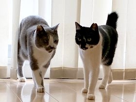 動物のグリーフって何？　犬猫の目線で考えるとわかること