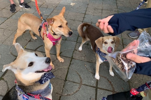 トライアル初日は『犬の合宿所in高槻』の卒業犬がお散歩に同行。真綾ちゃんがその散歩コースを好きになるように“演出”された