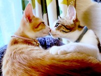 鼻チューする（左から）月さん、テトくん（画像提供：たちつてとさん）