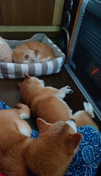 別の日もストーブ前は混雑＝茶々丸一家さん（@chachamaru0803）提供