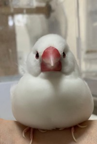 丸まる前のぴーちゃん（提供：ぴーちゃんさん）