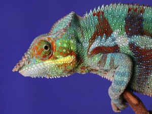 カメレオンなわたしは自分の色を知らないまま、ひたすら擬態し続けた