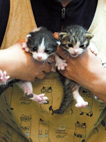 子猫たちの成長をみんなで見守る