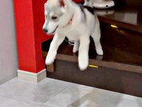 思い切ってジャンプするやちよちゃん（画像提供：やちよ Huskyさん）