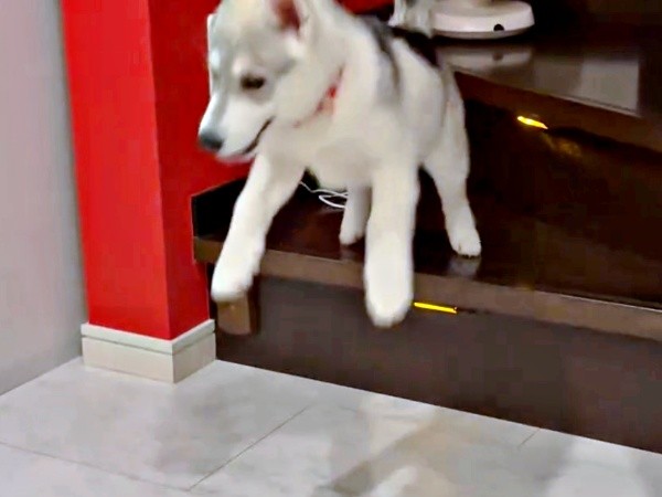 思い切ってジャンプするやちよちゃん（画像提供：やちよ Huskyさん）