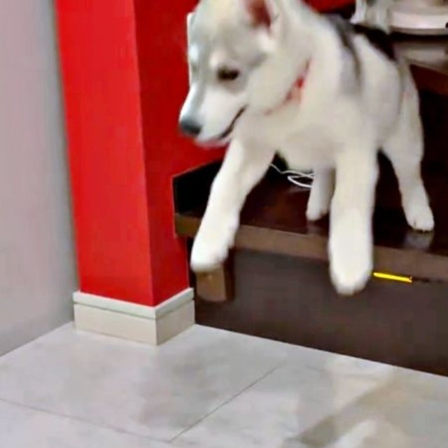 思い切ってジャンプするやちよちゃん（画像提供：やちよ Huskyさん）