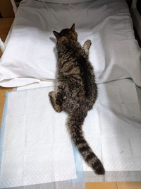 歩くのもやっとなのに、自力でちゃんとトイレに行くうりぽんさん（「ももぴの家来」さんさん提供）