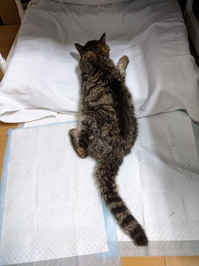 歩くのもやっとなのに、自力でちゃんとトイレに行くうりぽんさん（「ももぴの家来」さんさん提供）