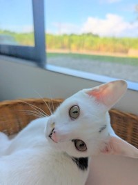 額の個性的な模様もかわいい、たね坊くん