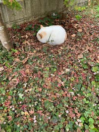 庭にいる時は、ほとんどここに埋もれている＝けもさん（@sokonron）提供
