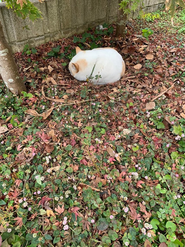 庭にいる時は、ほとんどここに埋もれている＝けもさん（@sokonron）提供
