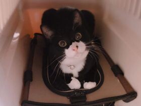 捨てないで～とおこもり中　やんちゃなミックス猫「Kanon」