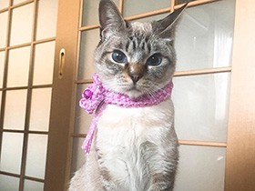 保健所で鳴いていた青い目の猫「シロ」、長く一緒にいようね