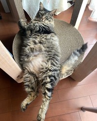 もふもふゆらちゃん＝maruyura1025さん提供