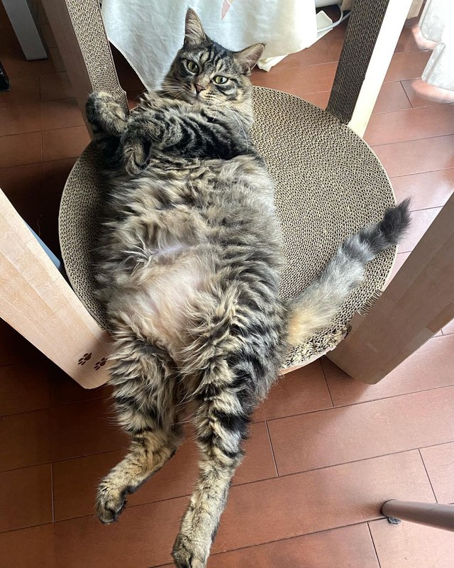 もふもふゆらちゃん＝maruyura1025さん提供