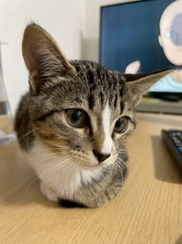 とっても美猫さんです（画像提供：むぎときびさん