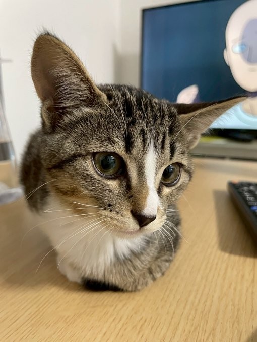 とっても美猫さんです（画像提供：むぎときびさん