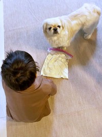 うどん生地をふみふみーー「踏んでいいよ」と言われてきょとん顔になるとろろくん（画像提供：ペキニーズのとろろさん）