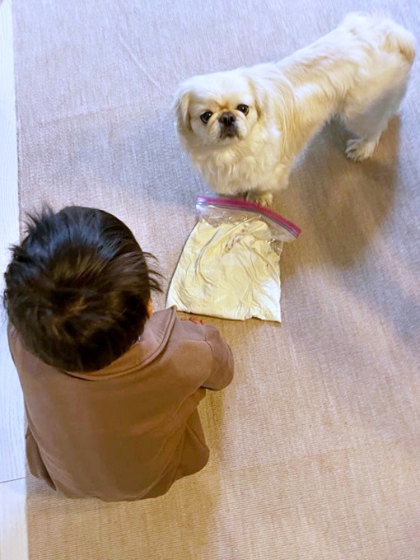 うどん生地をふみふみーー「踏んでいいよ」と言われてきょとん顔になるとろろくん（画像提供：ペキニーズのとろろさん）