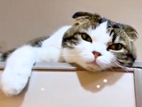 高いところでくつろぐこたろうくん（画像提供：こたとつーちゃんと時々おたまさん）