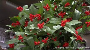 正月の縁起物センリョウの競り　仙台市中央卸売市場