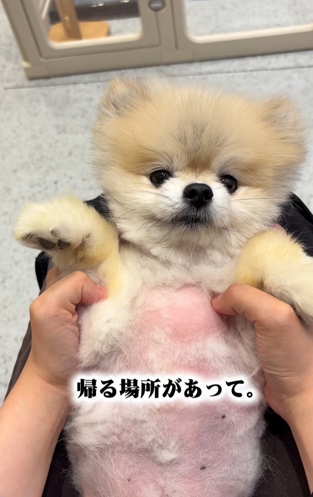 帰る場所がなくなって、シェルターに来た（「【保護犬シェルター】anifare大阪（アニフェア）」さん提供、Instagramよりキャプチャ撮影）