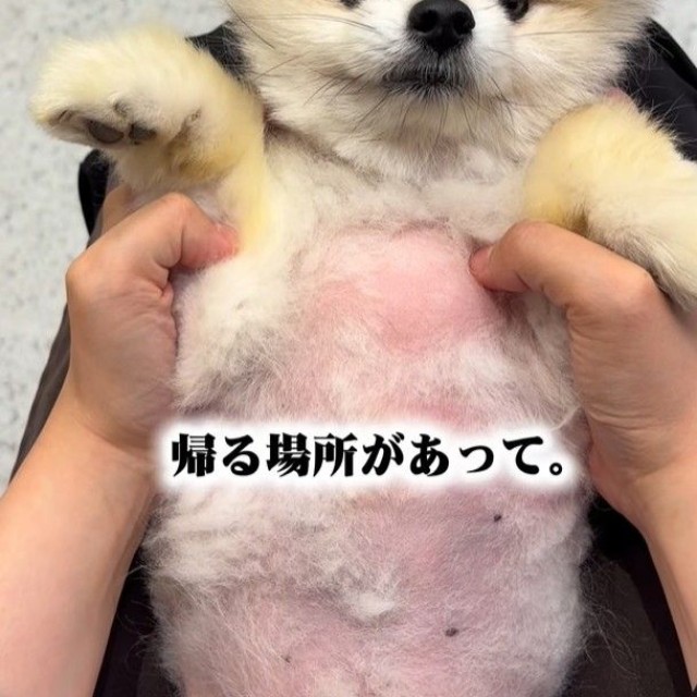 帰る場所がなくなって、シェルターに来た（「【保護犬シェルター】anifare大阪（アニフェア）」さん提供、Instagramよりキャプチャ撮影）