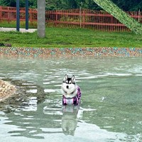 「誰なでてるの？」 プールから飼い主さんたちをじっと見つめるロベルタちゃん（画像提供：Pさん）