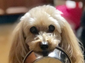 犬は目で語る　ジッと見つめるのは、要求や愛情のサイン