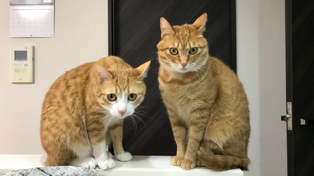 兄弟です！（提供写真）