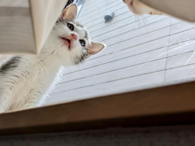 ハンディを感じさせず、普通に生活できる