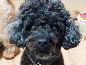 ママ早くね、ワクワク！　真ん丸の瞳でおやつを要求するトイプー「くろまる」　