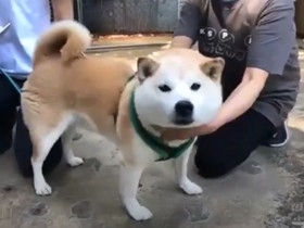 新しい家族を待つ16匹の犬と猫　sippoオンライン譲渡会