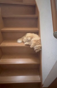 エマちゃんは寝ぼけています（「ネコランド」さん提供、Xよりキャプチャ撮影）