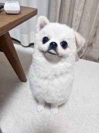 犬生初の桃を食べて口元が泡だらけになったましゅくん（画像提供：アザラシいぬさん）