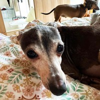 かなり大人しめの性格の小梅