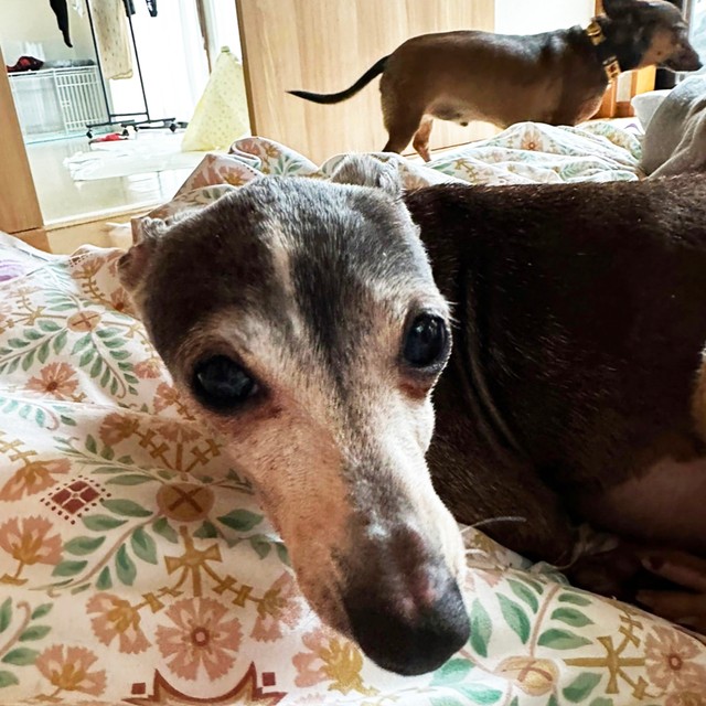 かなり大人しめの性格の小梅