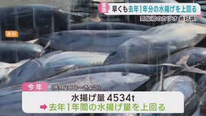 生鮮カツオが豊漁　記録的不漁の前年を早くも上回る　宮城・気仙沼漁港
