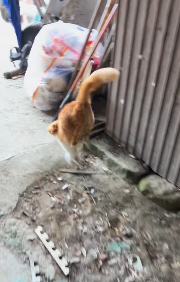 生まれつき後ろ脚が不自由な猫の翔ちゃん…いつからか逆立ちをして歩けるようになったという（凛さん提供、Instagramよりキャプチャ撮影）