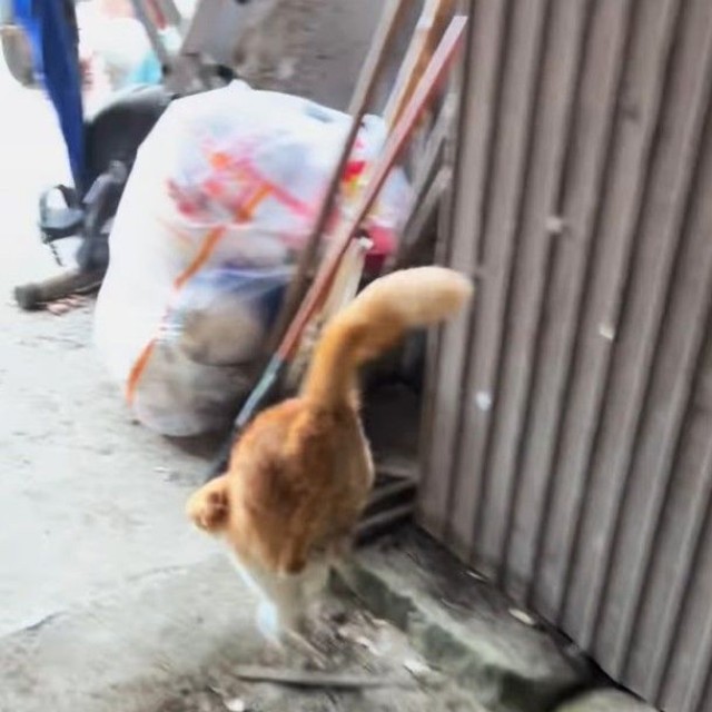 生まれつき後ろ脚が不自由な猫の翔ちゃん…いつからか逆立ちをして歩けるようになったという（凛さん提供、Instagramよりキャプチャ撮影）