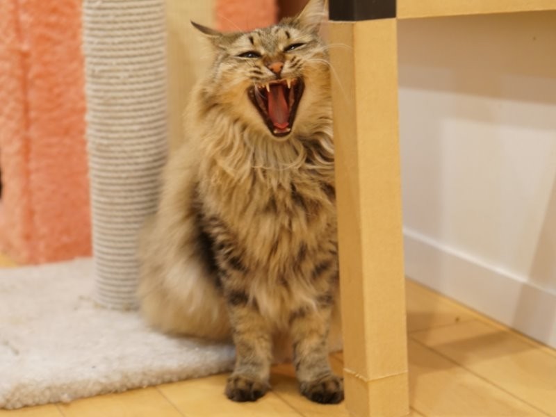 そうよこんなに猫が好きなんだからー