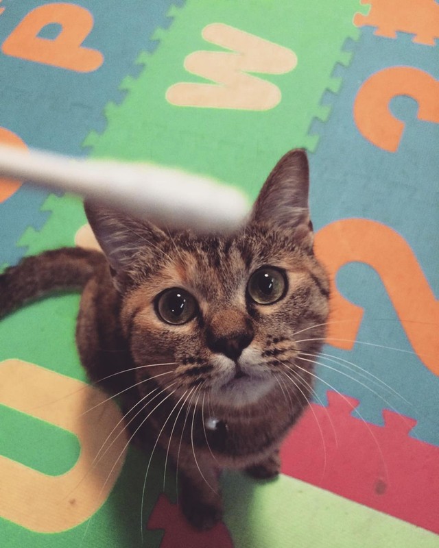 小春ちゃん、1歳の頃＝hachiware_natsuさん提供