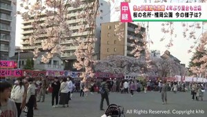 仙台で桜が満開　花見の名所・榴岡公園にぎわう