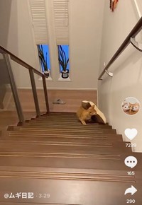 （TikTokよりスクショ）