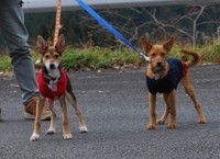 姉妹一緒に大阪でお散歩デビュー