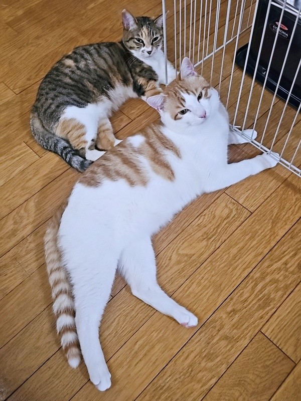 先住猫・ももちゃんより大きく成長した爽太くん（画像提供：かまねこさん）