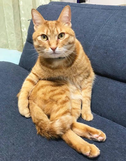 カイちゃん、どんな座り方をしているのかな？